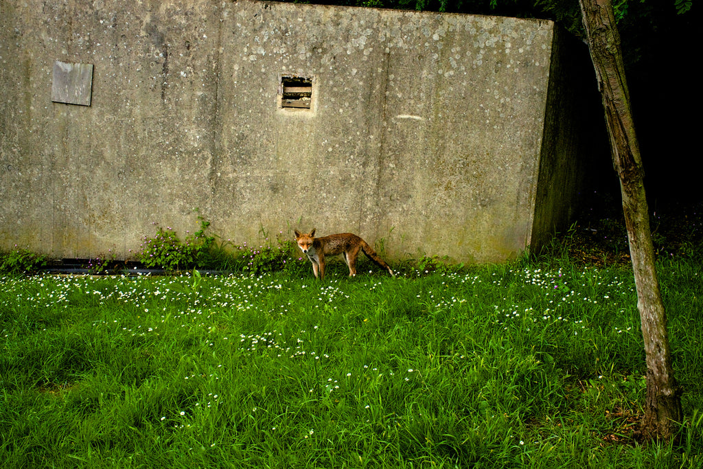 fox looking directly at viewer as it pauses at large wall on lush grass in Forest Hill in southeast London