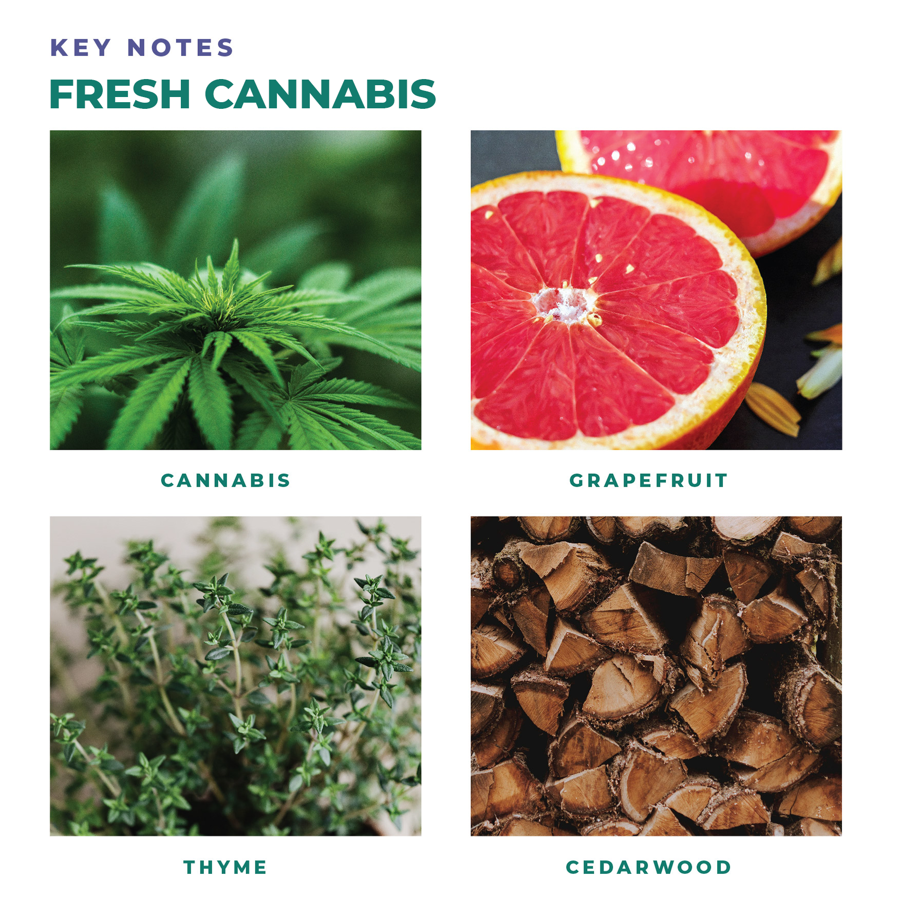 https://cdn.shopify.com/s/files/1/0647/2122/3901/files/FRESH_CANNABIS_MARSEILLE_BODY_WASH.png?v=1669368772