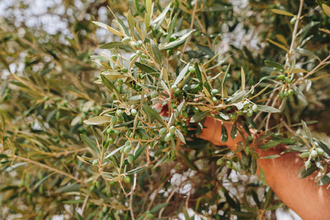 Terra Delyssa Olive Trees