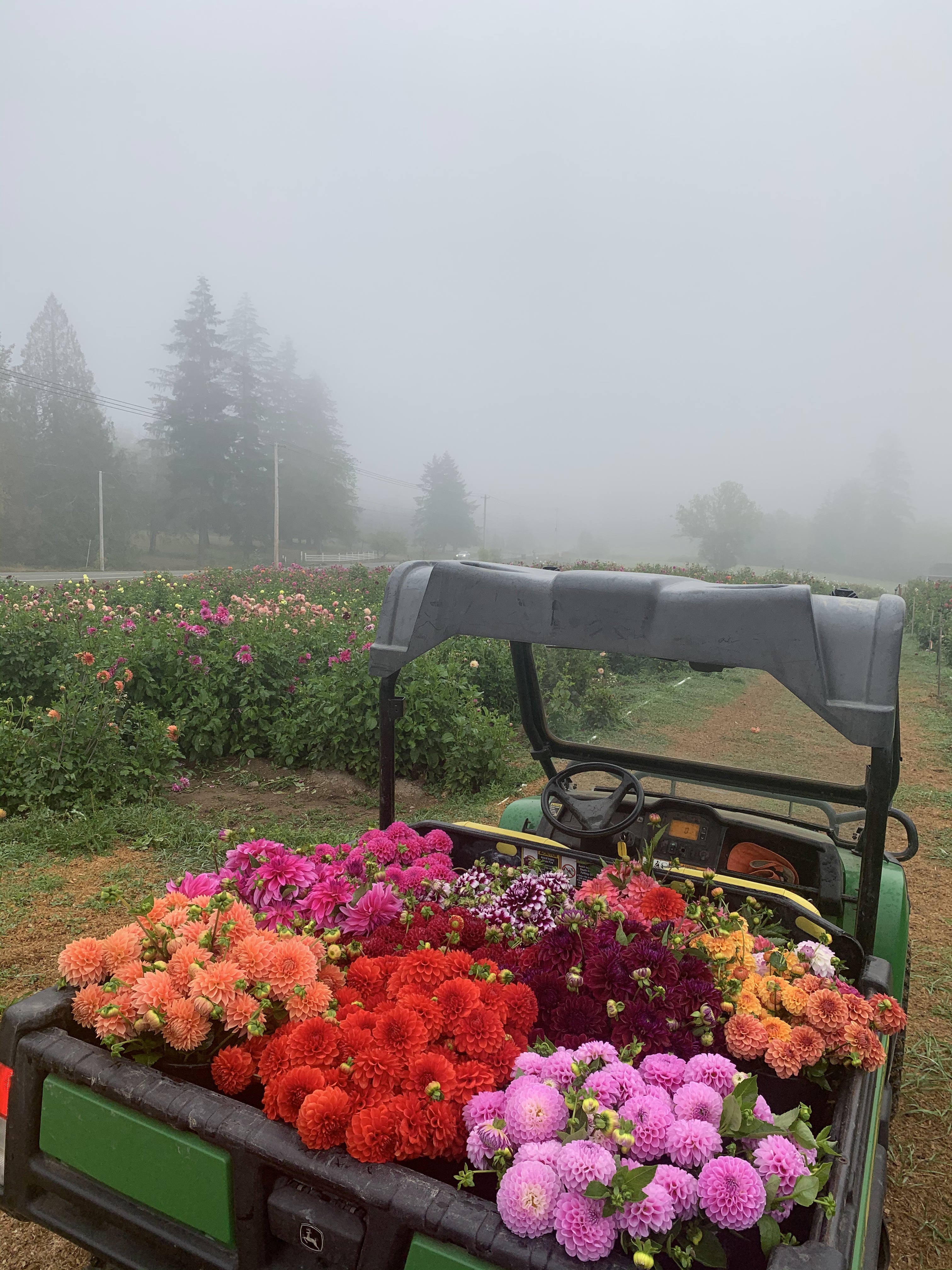 lynch creek dahlia field and tractor