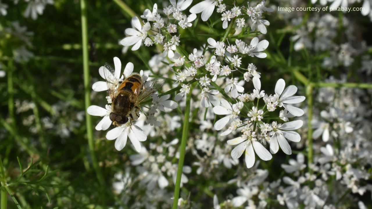 A close-up of a bee on a coriander flower.