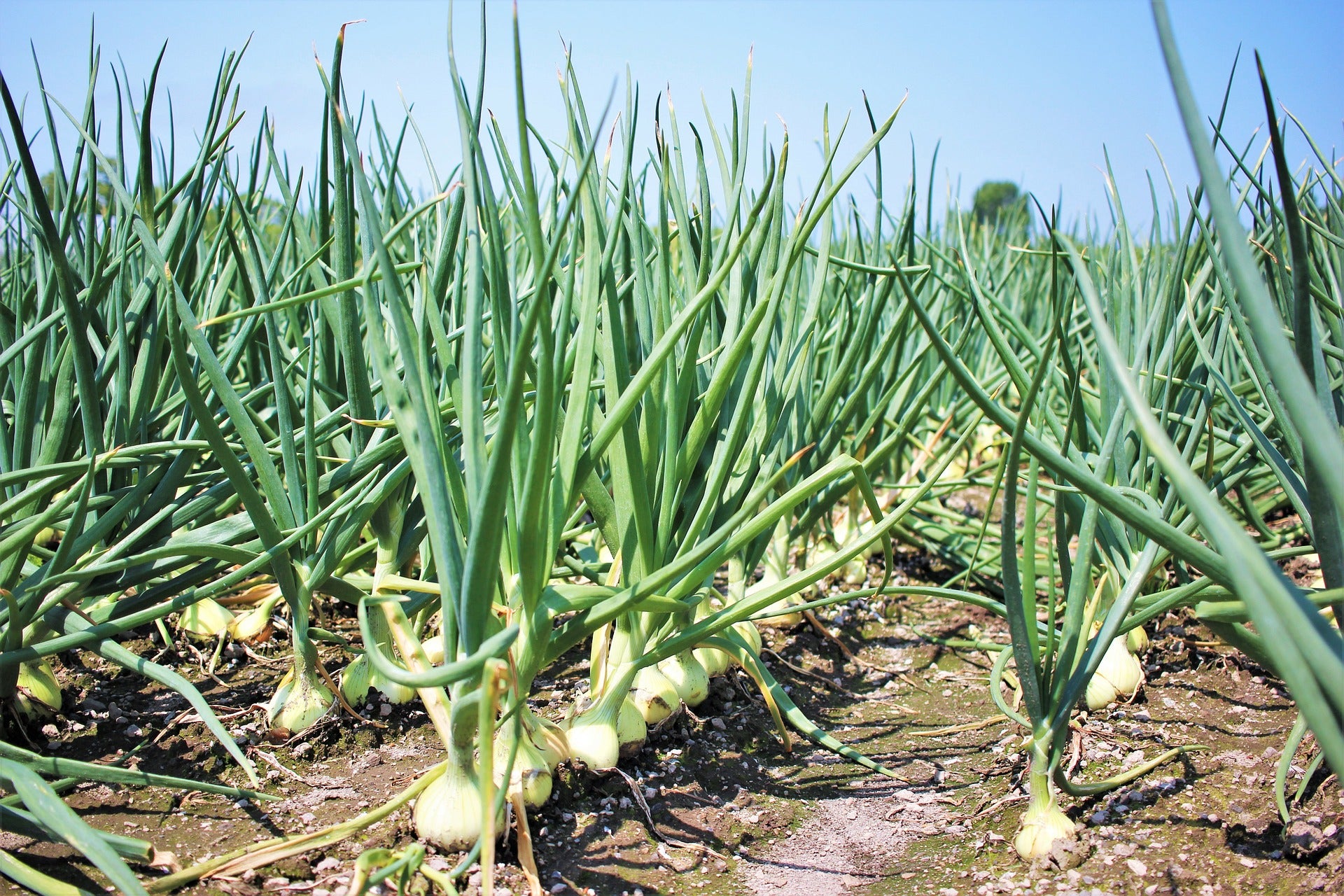 A close-up of healthy onion plants growing in a garden bed.