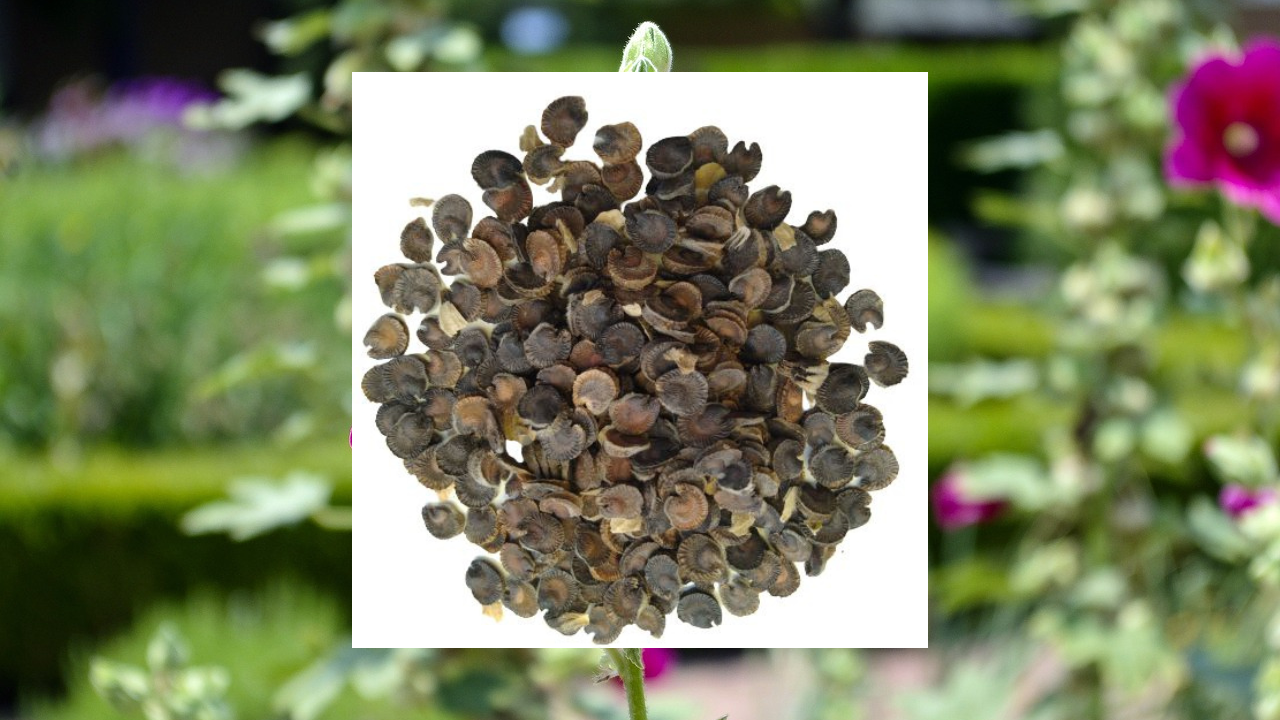 A close-up of hollyhock seeds next to a purple hollyhock flower.