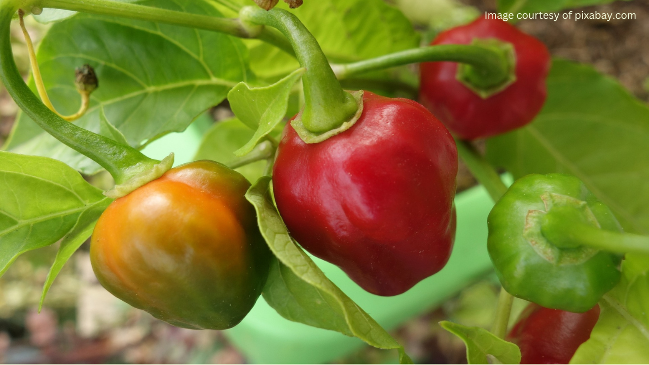 Close-up of a ripe red habanero pepper on the plant