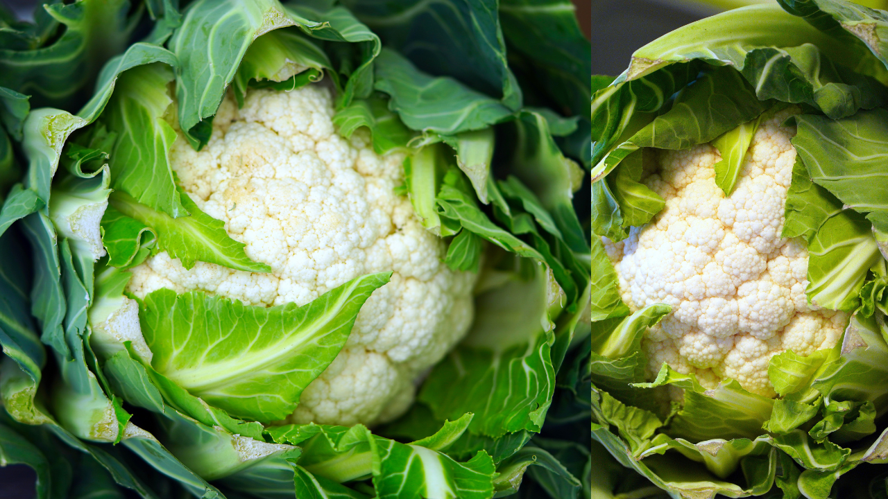 Fresh cauliflower head growing in a garden bed, ready for harvest.