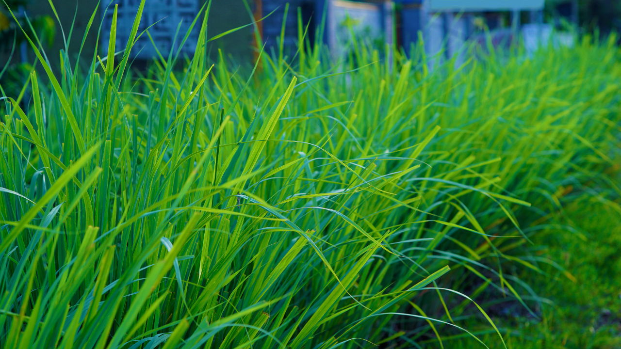 Mature lemongrass plant with thick stalks