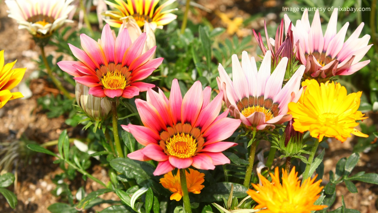 Colorful gazania flower bed in a garden