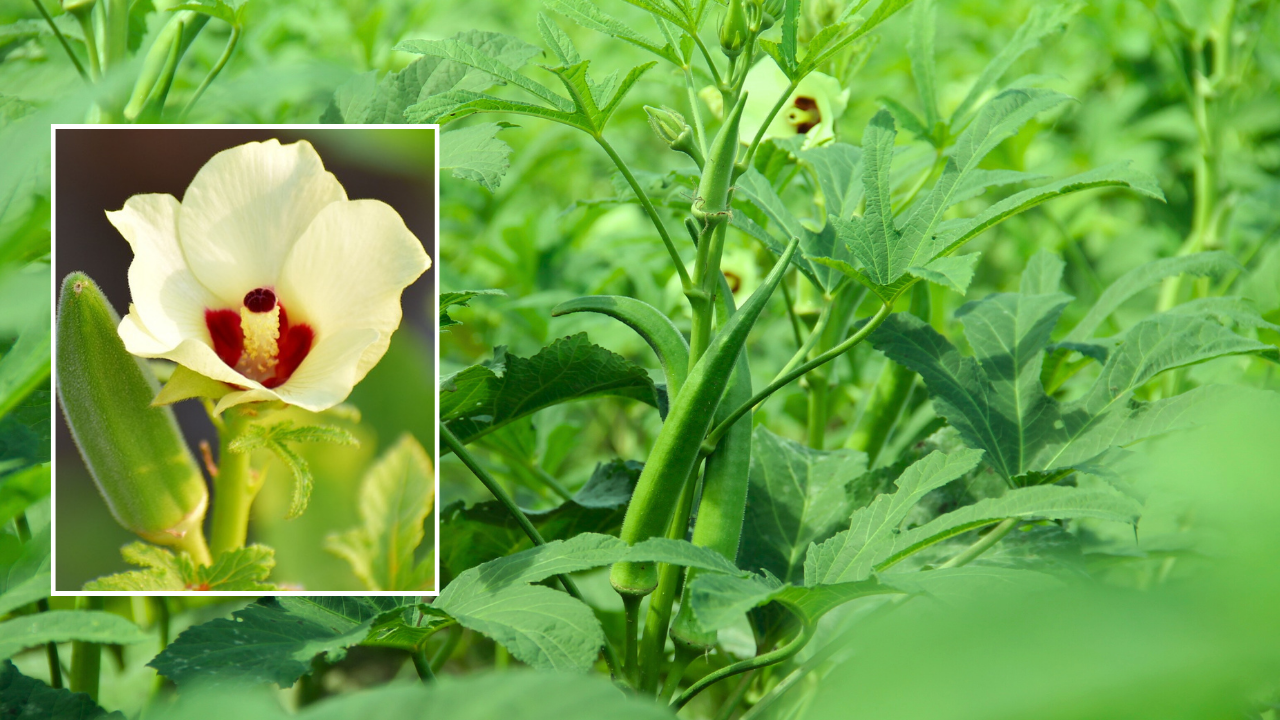 Planting okra bhindi