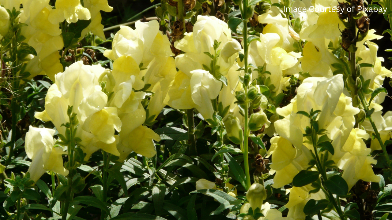 Snapdragon flower