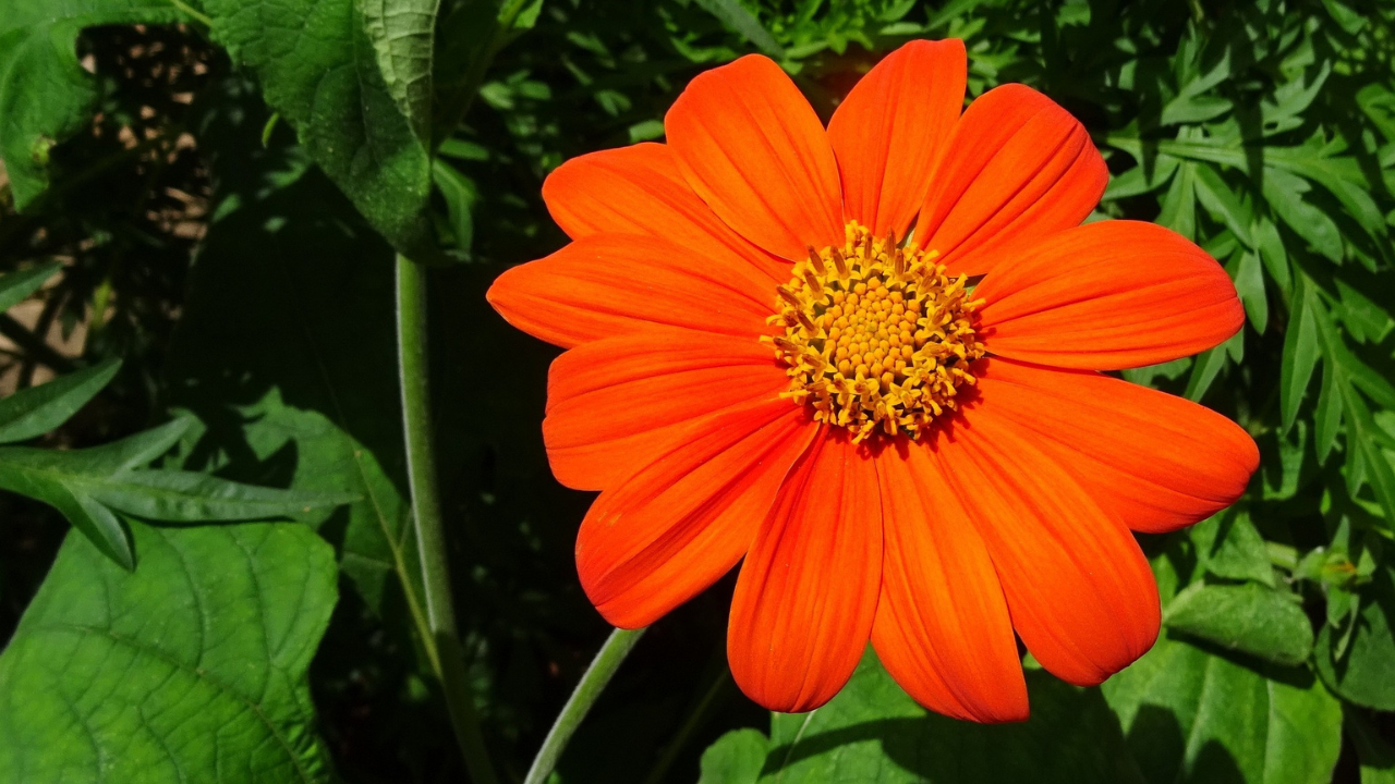 Tithonia flowers growing in a garden bed