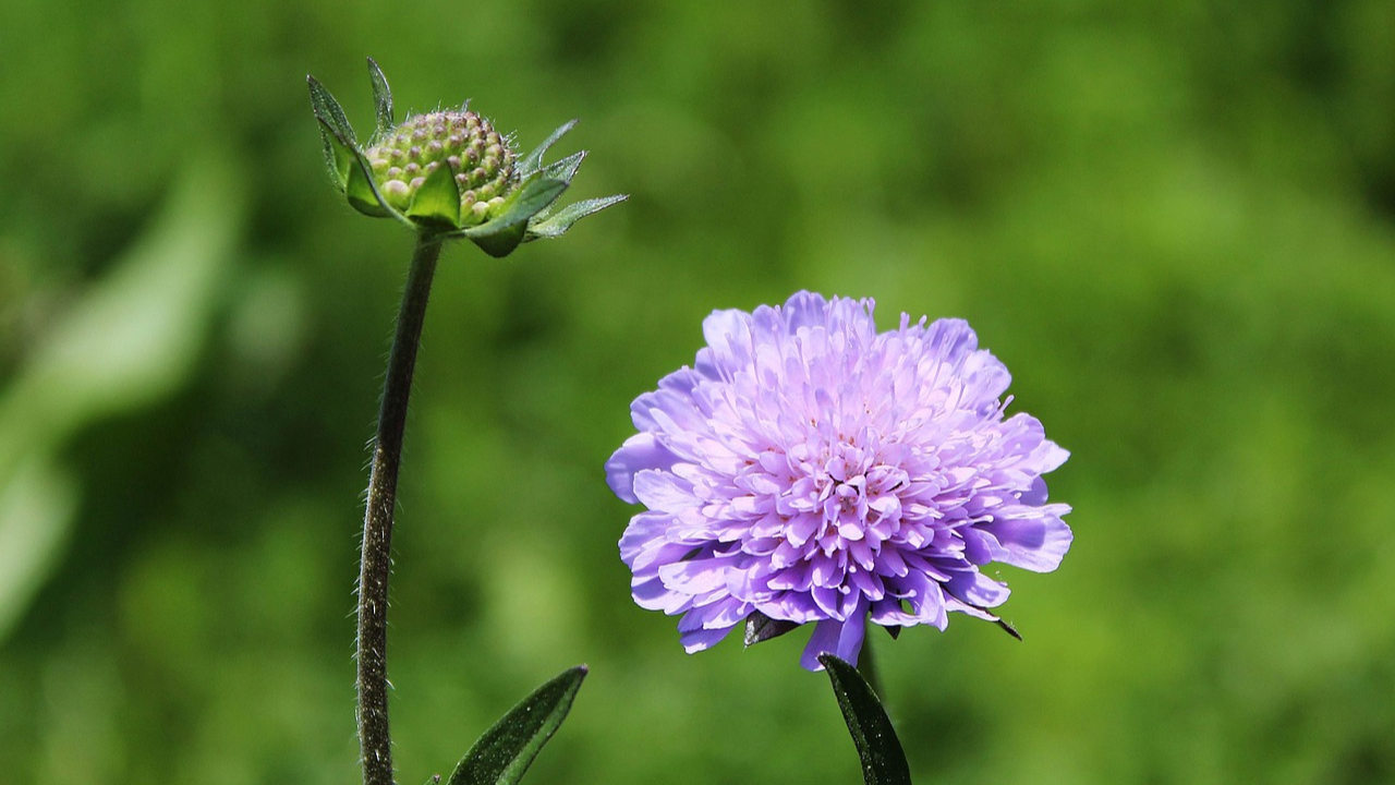 Vibrant scabiosa flowers blooming