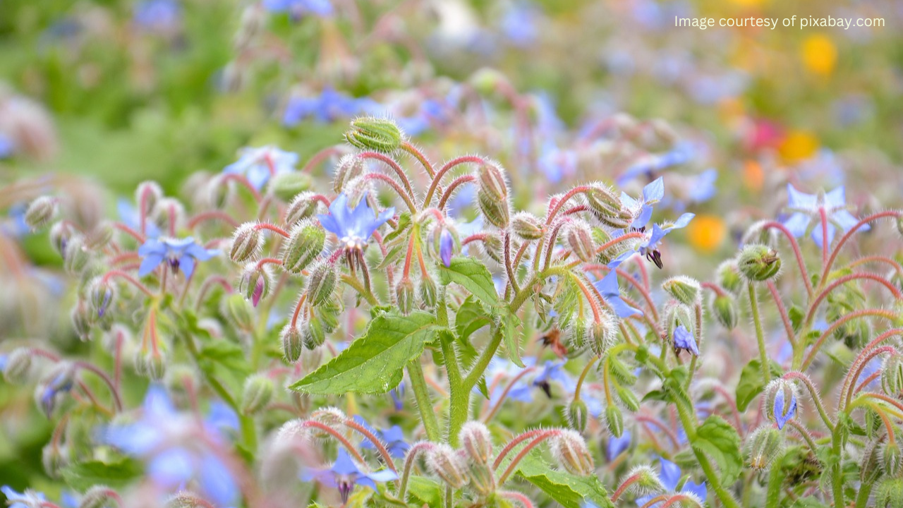 A close-up of a blue borage flower with fuzzy purple stamens and a green pistil in the center. The flower bud and stem are also visible.