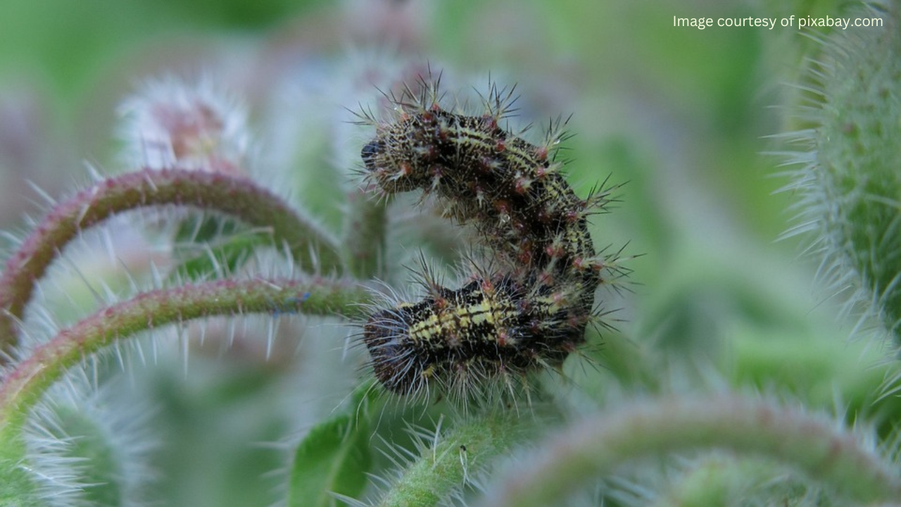 A close-up of a fuzzy caterpillar on a green borage leaf. The caterpillar is black with yellow stripes and has tiny legs.