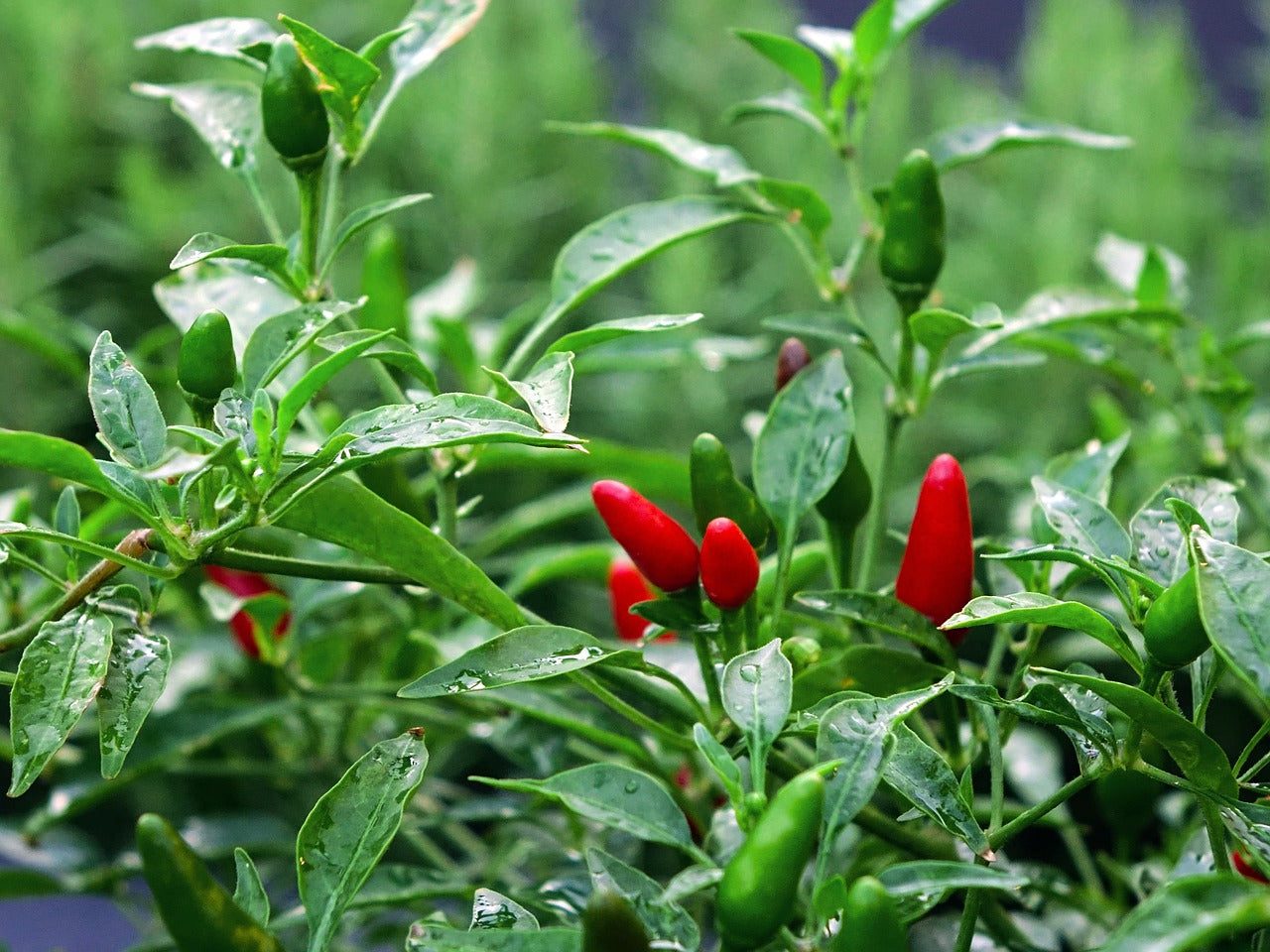 A close-up of chilli mirch