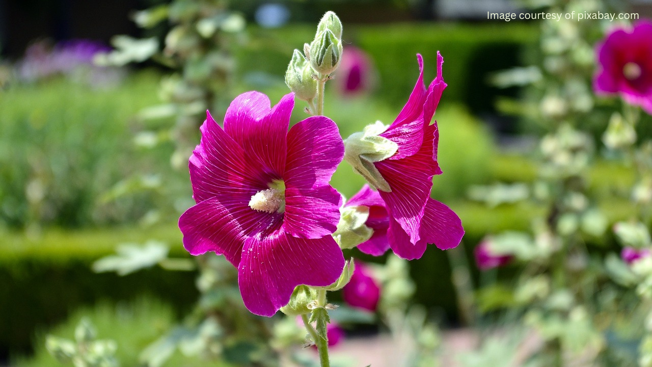 Close-up of a purple hollyhock flower in a garden setting.