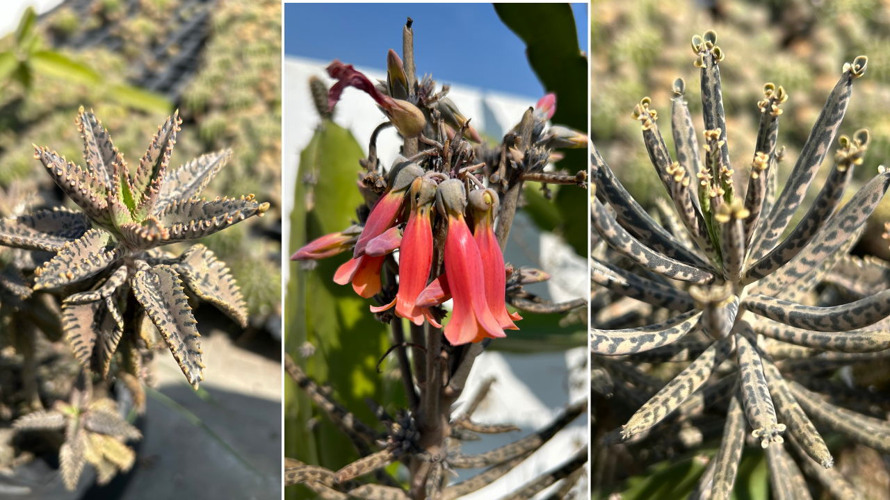 A Step-by-Step Guide to Planting Mother of Millions Succulents