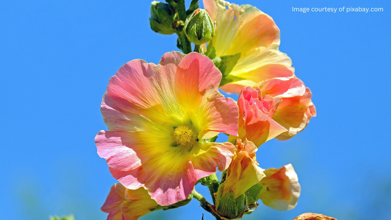 Pink and yellow hollyhock flower in full bloom against a clear blue sky.