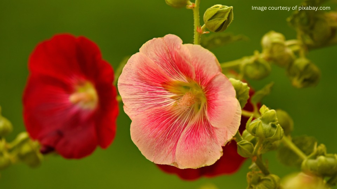 Red and pink hollyhock flowers with green leaves.