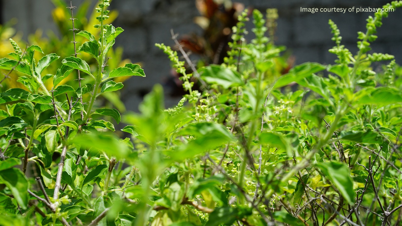 A field of mature tulsi (holy basil) plants with vibrant green leaves. The plants are growing close together in a row, with some visible sunlight dappling through the leaves.
