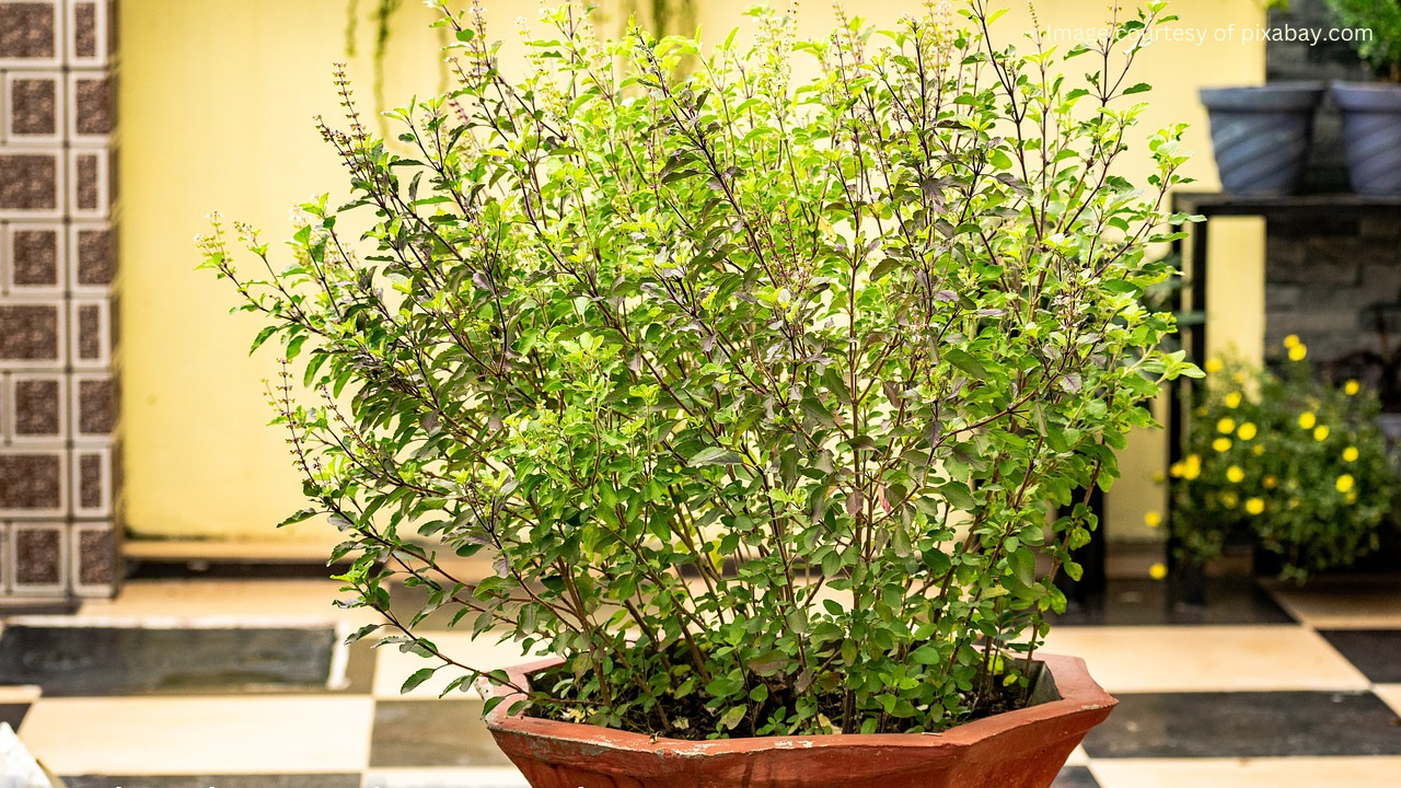 A close-up photo of holy basil (tulsi) plants in a pot.