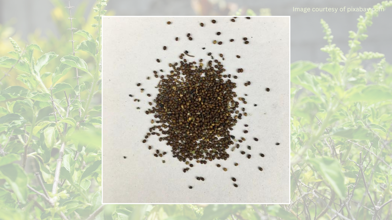 A small pile of tulsi seeds on a white surface. The seeds are tiny and dark brown, with some appearing elongated and others more round.