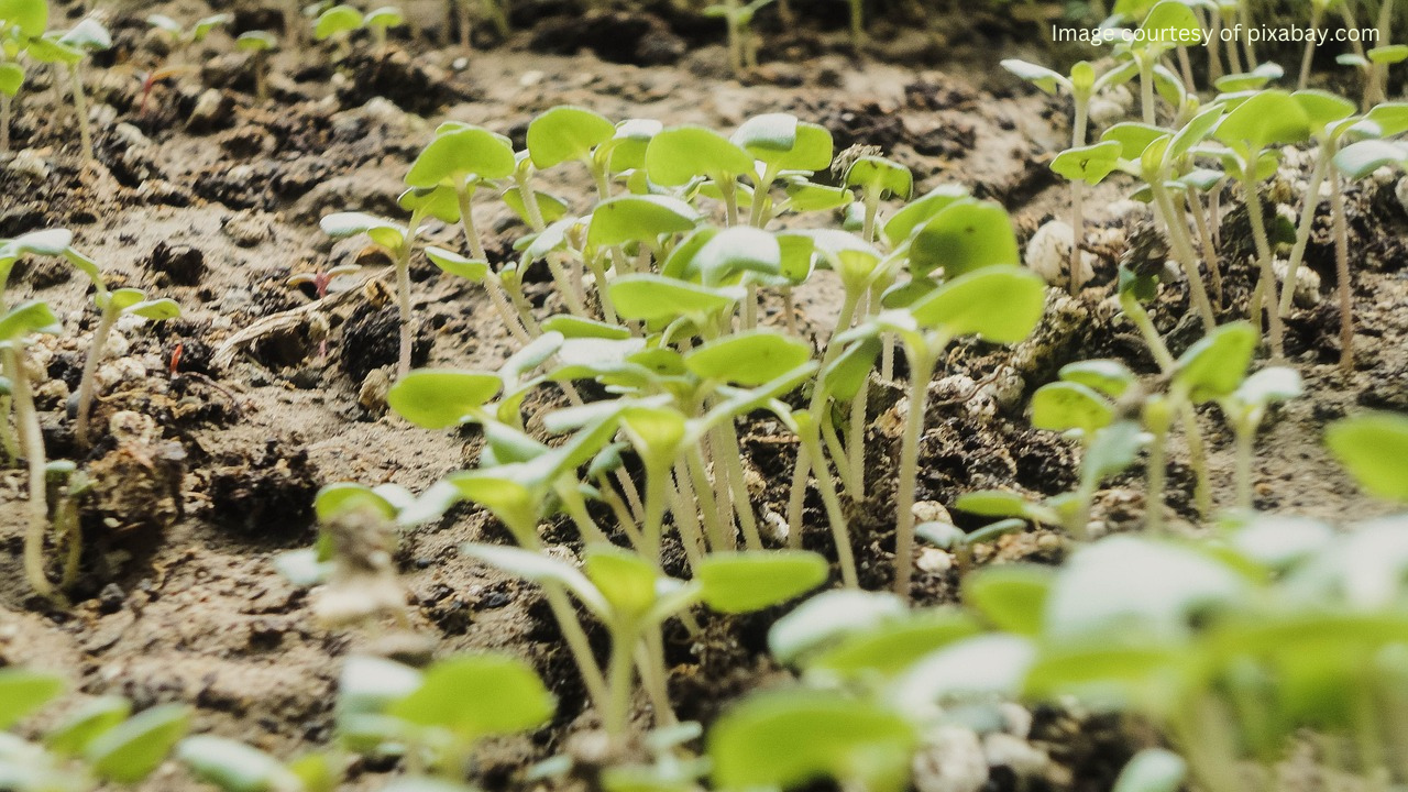 A shallow tray filled with moist soil. Several sprouted tulsi seedlings with tiny green leaves are visible pushing through the soil surface.