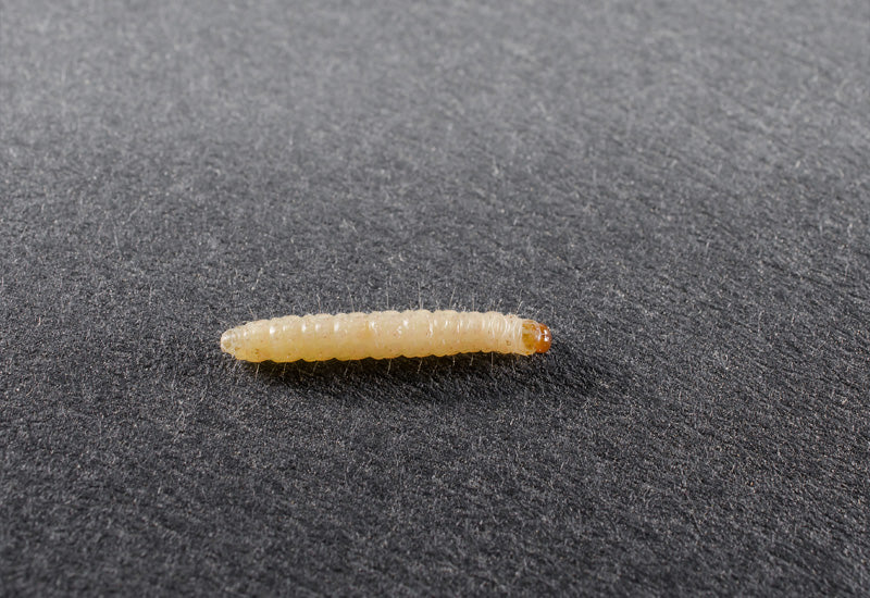 Small beige and brown clothes moth larvae on grey fabric surface