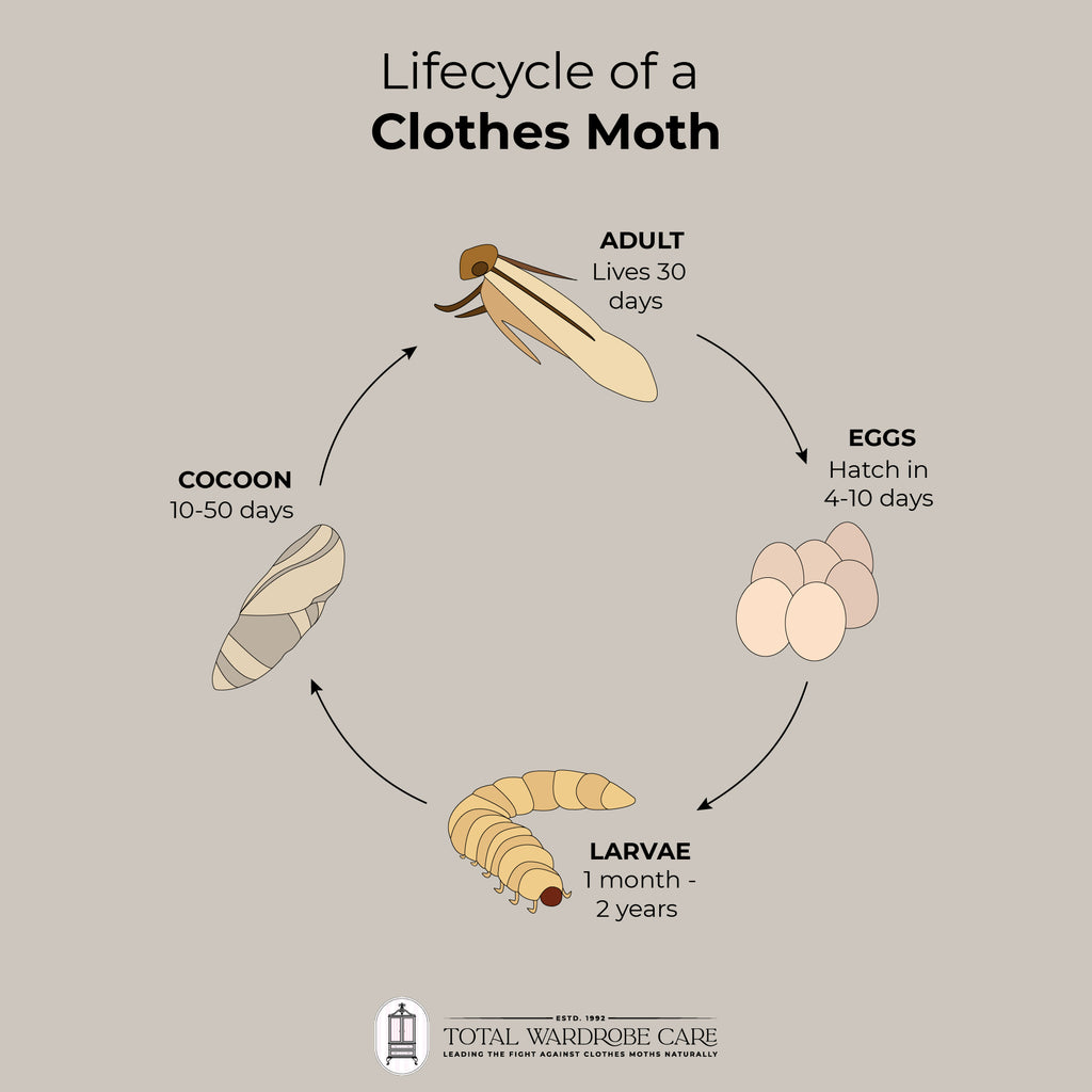 Lifecycle of a clothes moth | Total Wardrobe Care