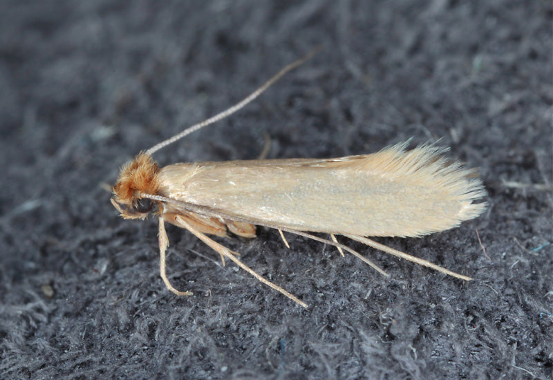 Close up view of clothes moth on grey fabric surface