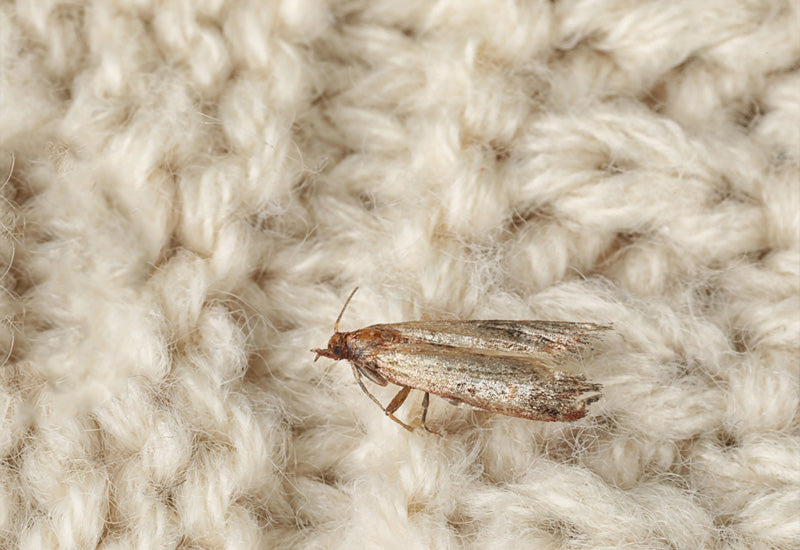 Speckled carpet moth on wool surface