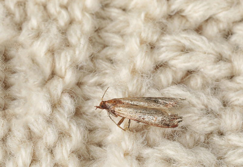 How To Kill and Get Rid of Clothes Moths