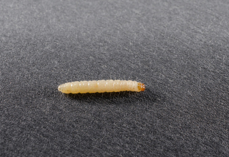 Carpet moth larvae on black fabric surface