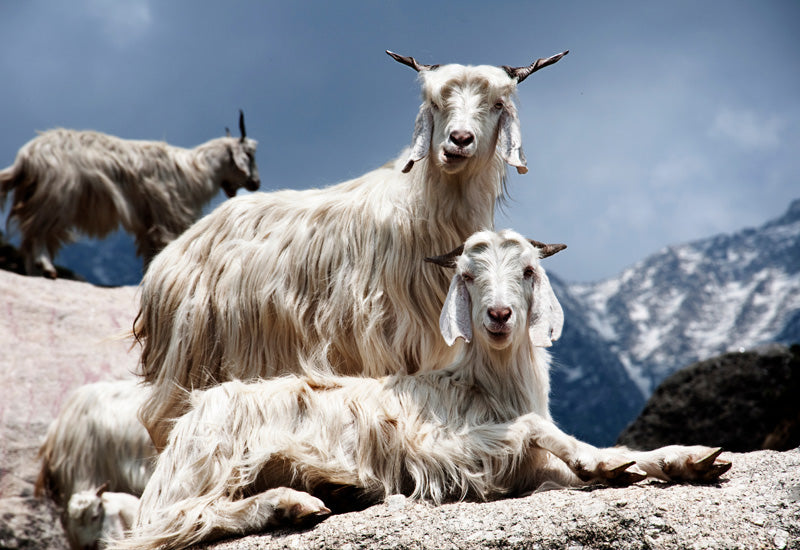 Group of mountain goats laying out on sun drenched rocks under blue sky