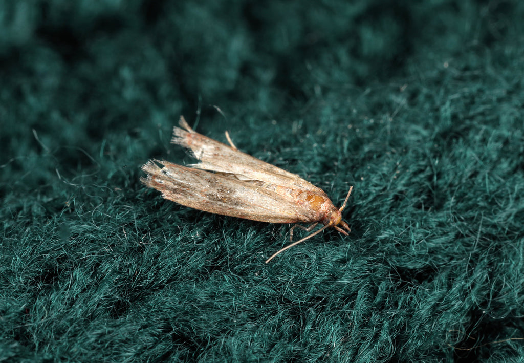 Do you have holes in your clothes? It could be due to moths