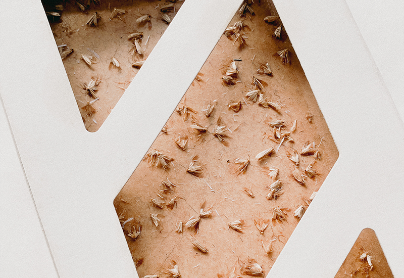 close up of a moth box trap with clothes moths stuck inside