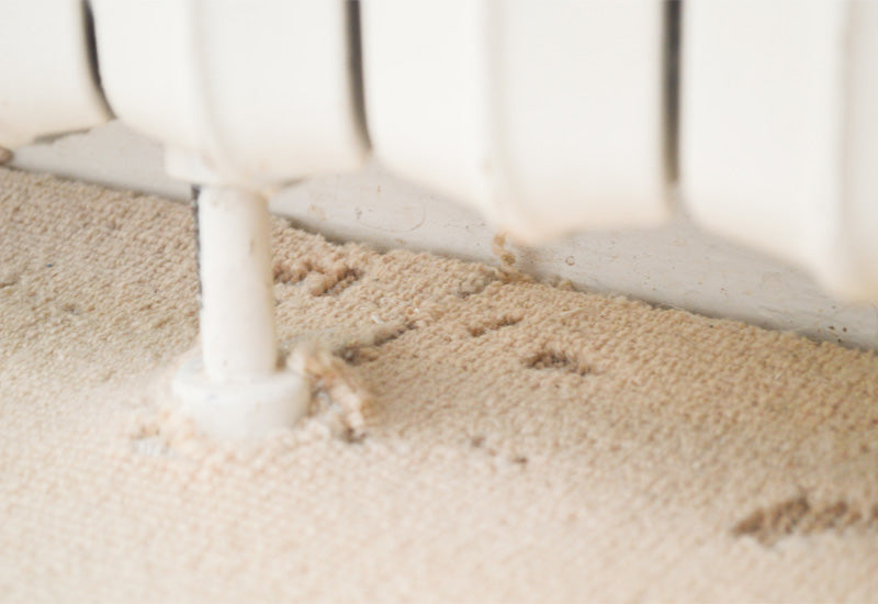 Moth holes in carpet at the bottom of a radiator | Total Wardrobe Care