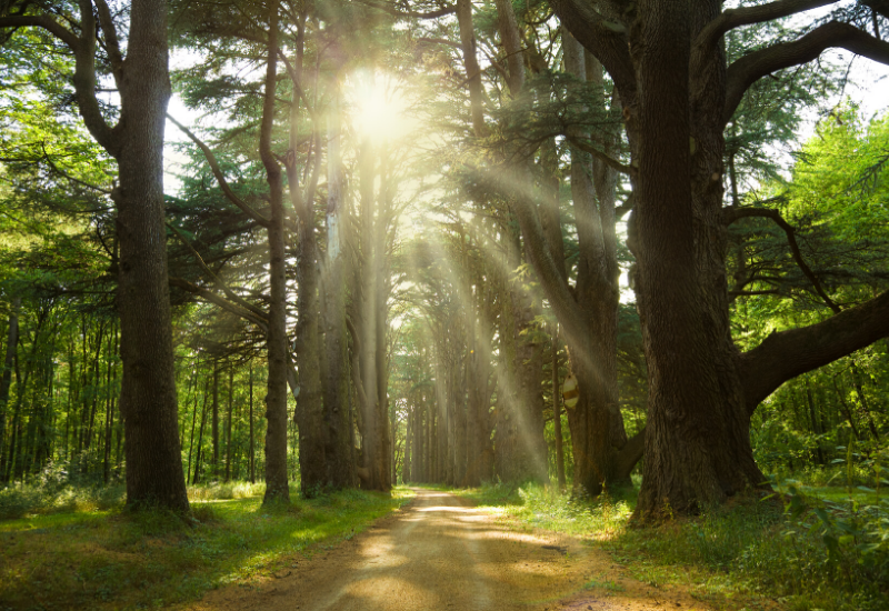 sun shine through ancient cedar trees