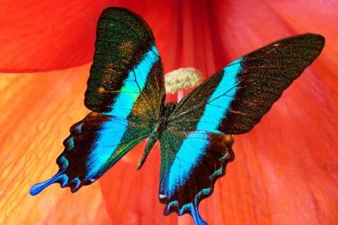 Butterflies