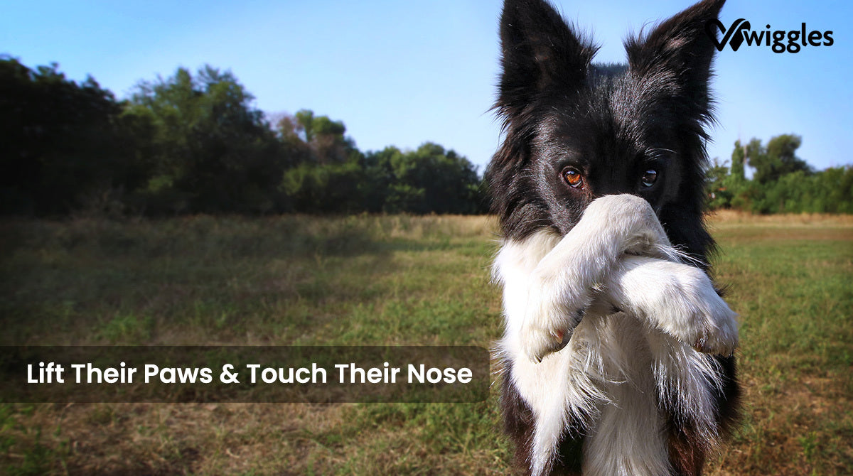 a dog touching his nose with the words Lift Their Paws And Touch Their Nose