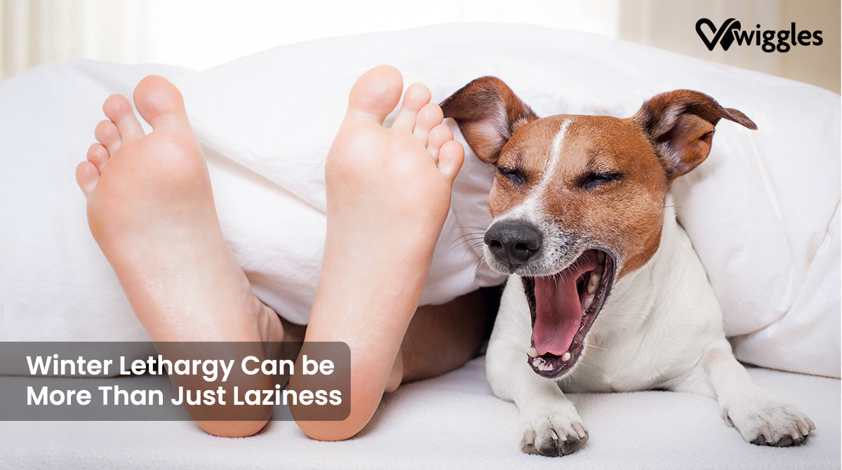 a dog with human feet shown with the words Your Pet’s Lethargy Can Be More Than Just Wintry Laziness 
