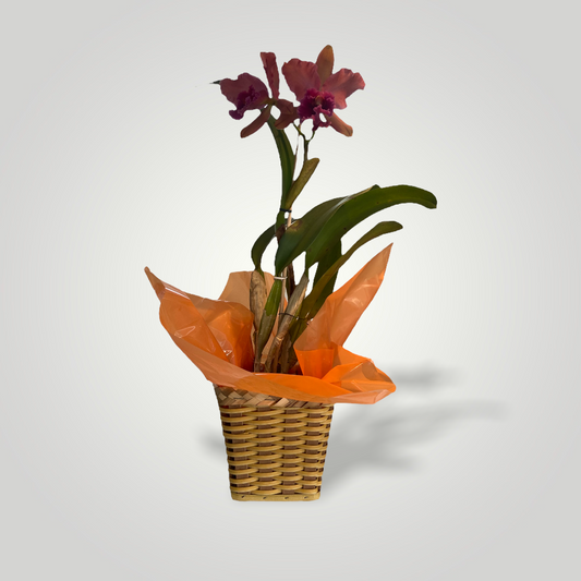 Orquídea Denphal Lilás – clubedasfloresdecoracoes