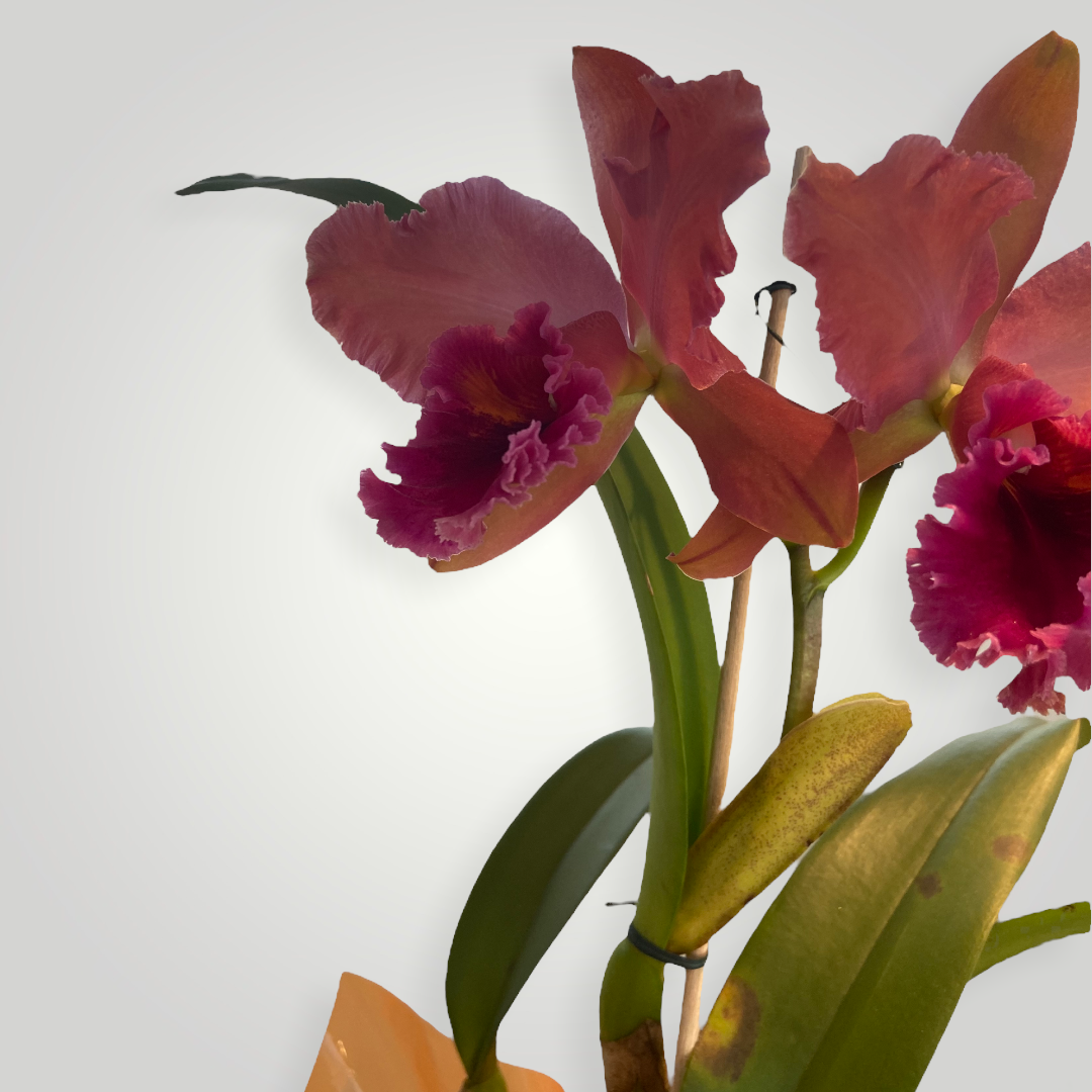 Orquídea Cattleya – clubedasfloresdecoracoes