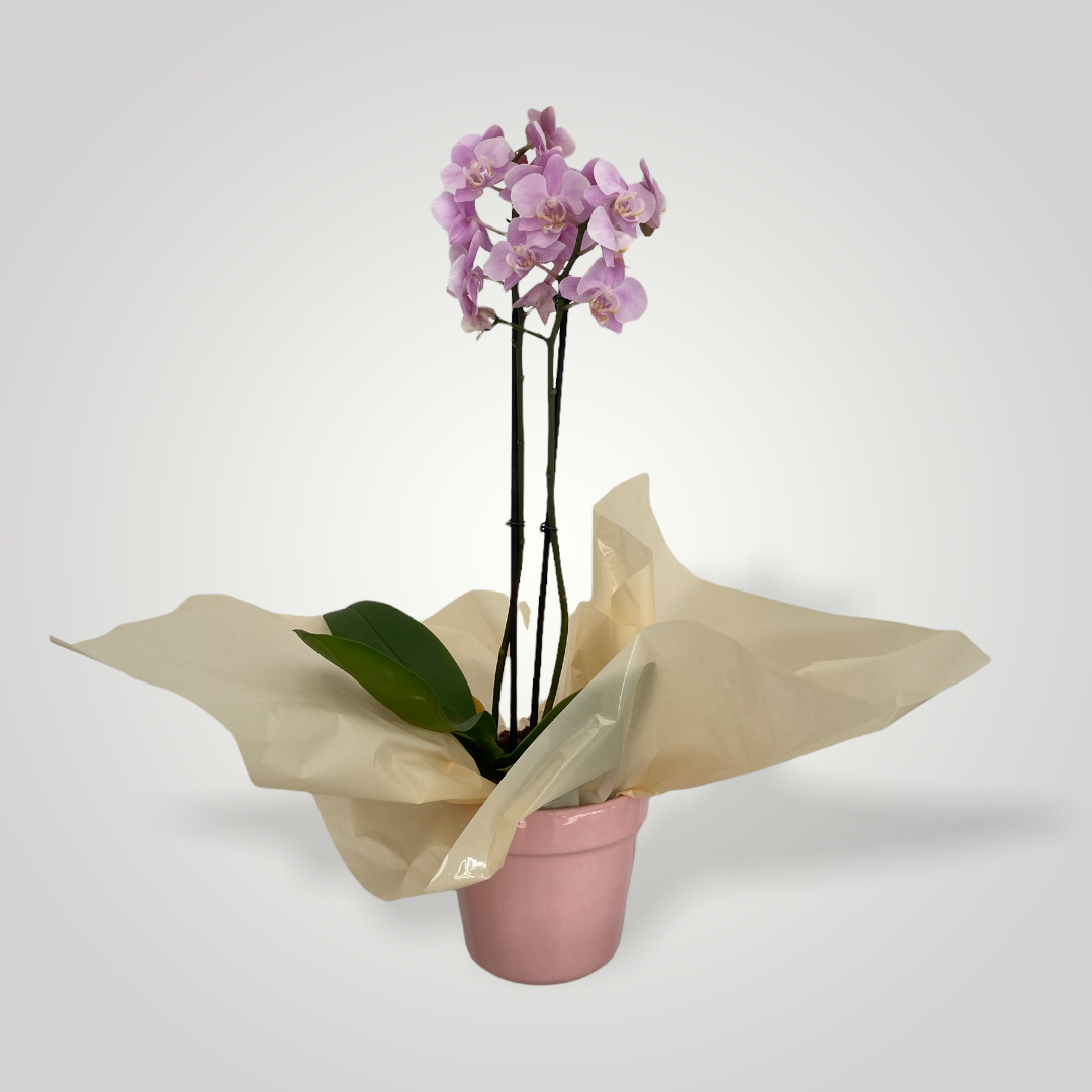 Mini Orquídea Rara Lilás – clubedasfloresdecoracoes