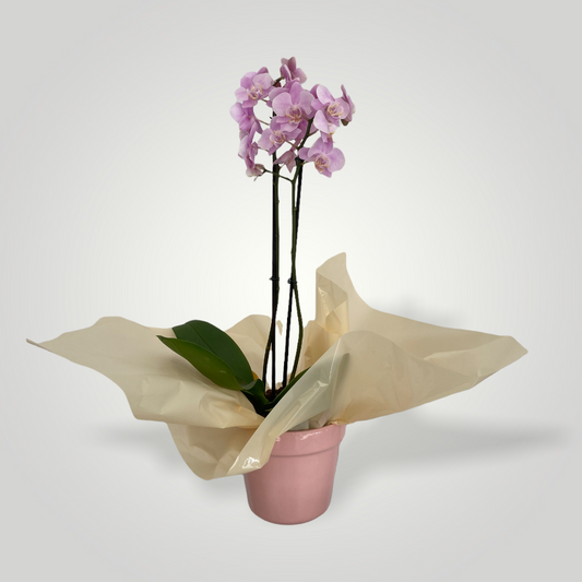 Orquídea Denphal Lilás – clubedasfloresdecoracoes