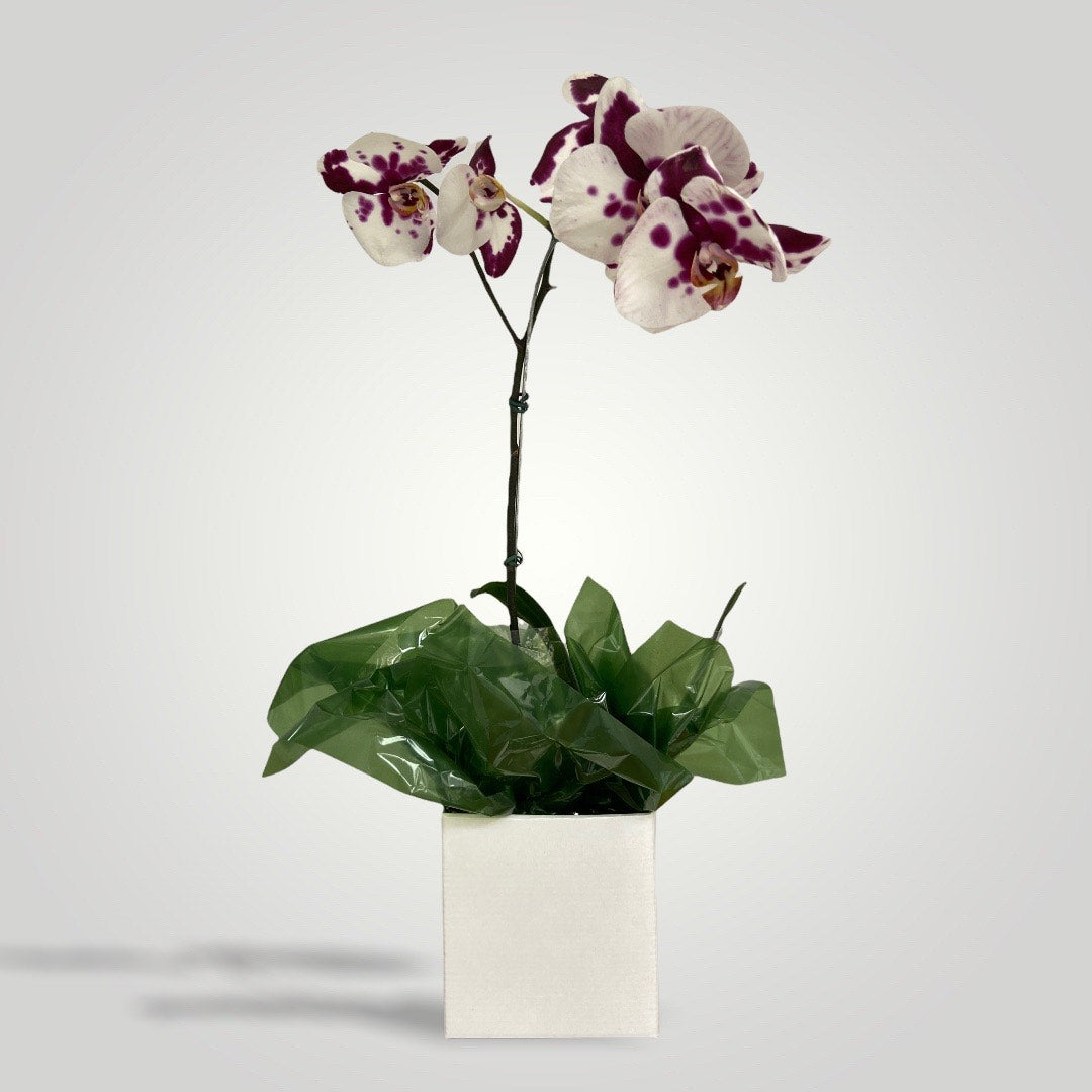 Orquídea Phalaenópsis Lilás e Branca – clubedasfloresdecoracoes