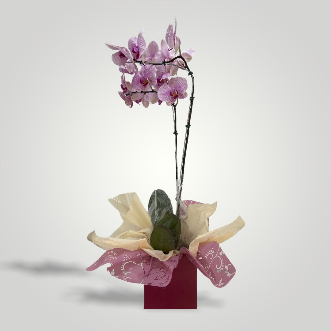 Orquídea Denphal Lilás – clubedasfloresdecoracoes