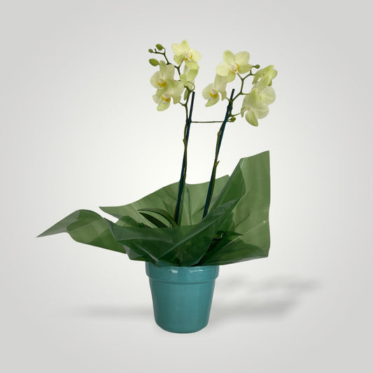 Orquídea Denphal Lilás – clubedasfloresdecoracoes