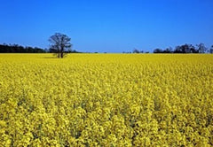 rapeseed washing field - europe