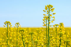 of yellow flower, harvest of rapeseed to rapeseed wax candles