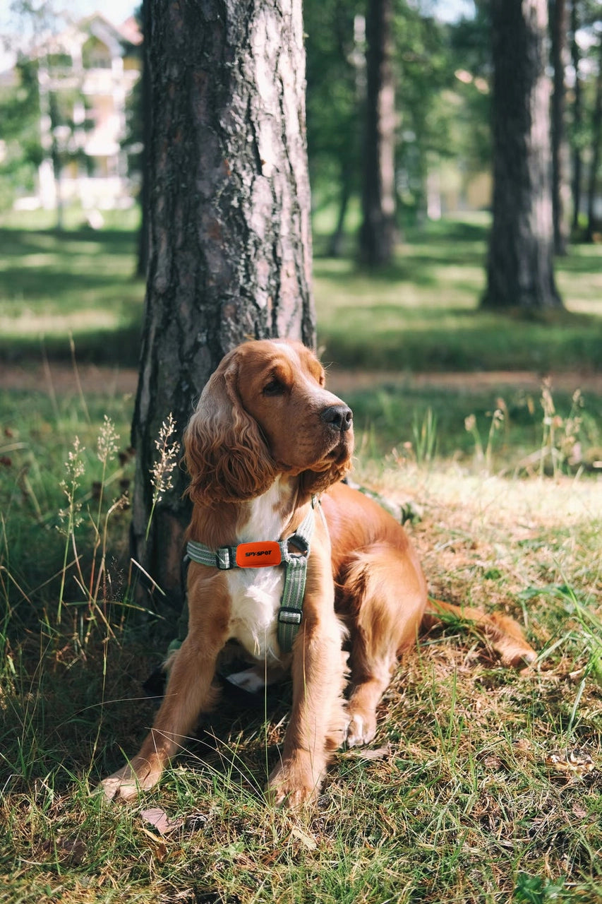 GPS Dog Collar - Real time, 4G (GL320MG): with Waterproof Orange Pouch
